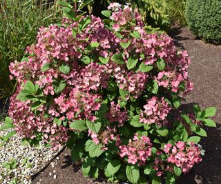 Little Quick Fire hydrangea in garden border