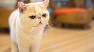 friendliest cat breeds: exotic shorthair