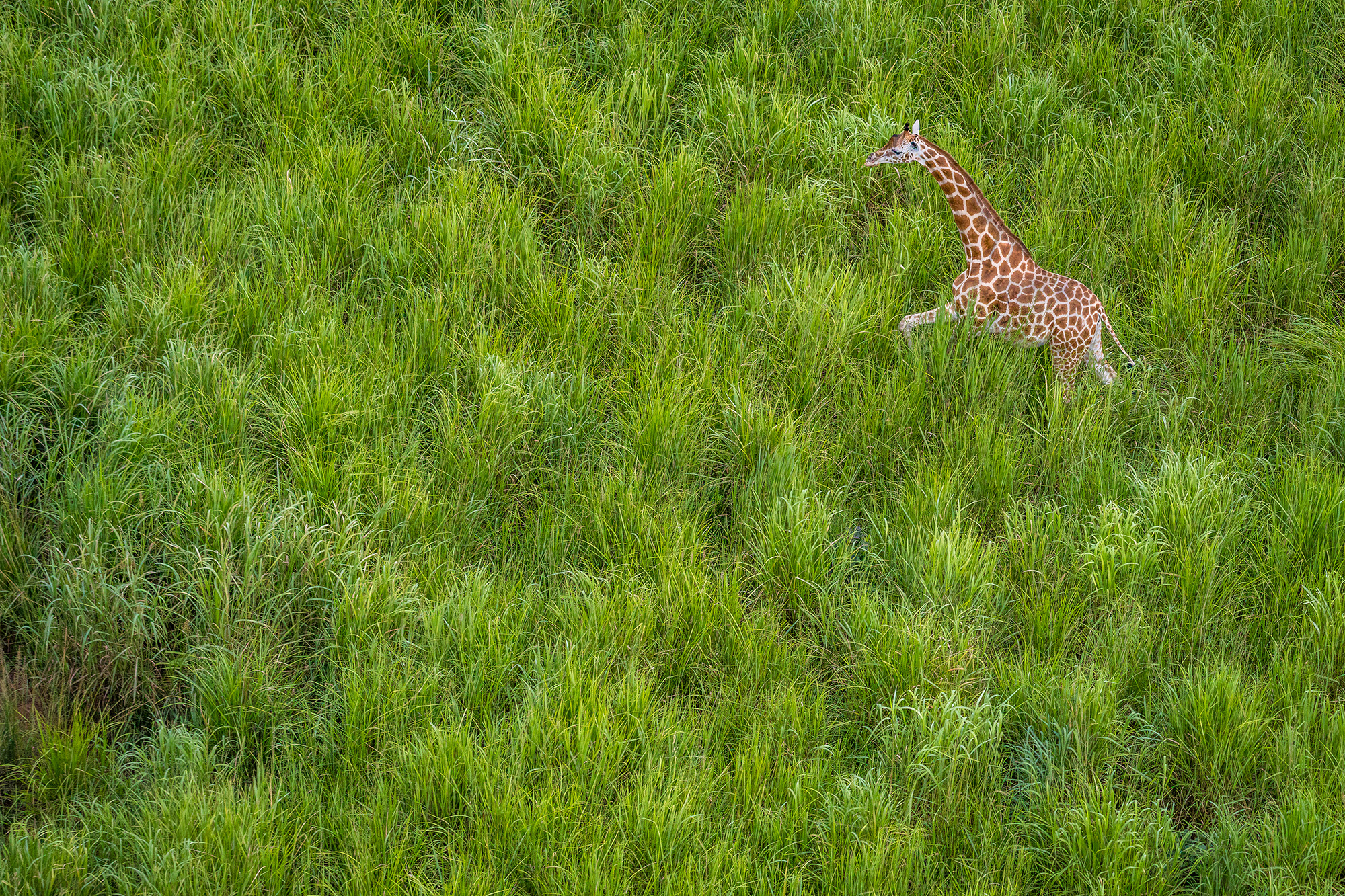 Photograph of a Kordofan giraffe by Marcus Westberg (Sweden). Garamba National Park in the Democratic Republic of the Congo (DRC) is home to the last remaining population of Kordofan giraffe.