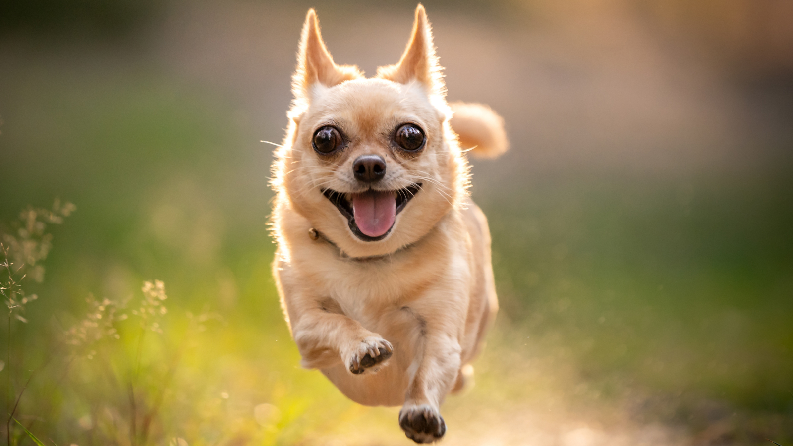 Running Chihuahua