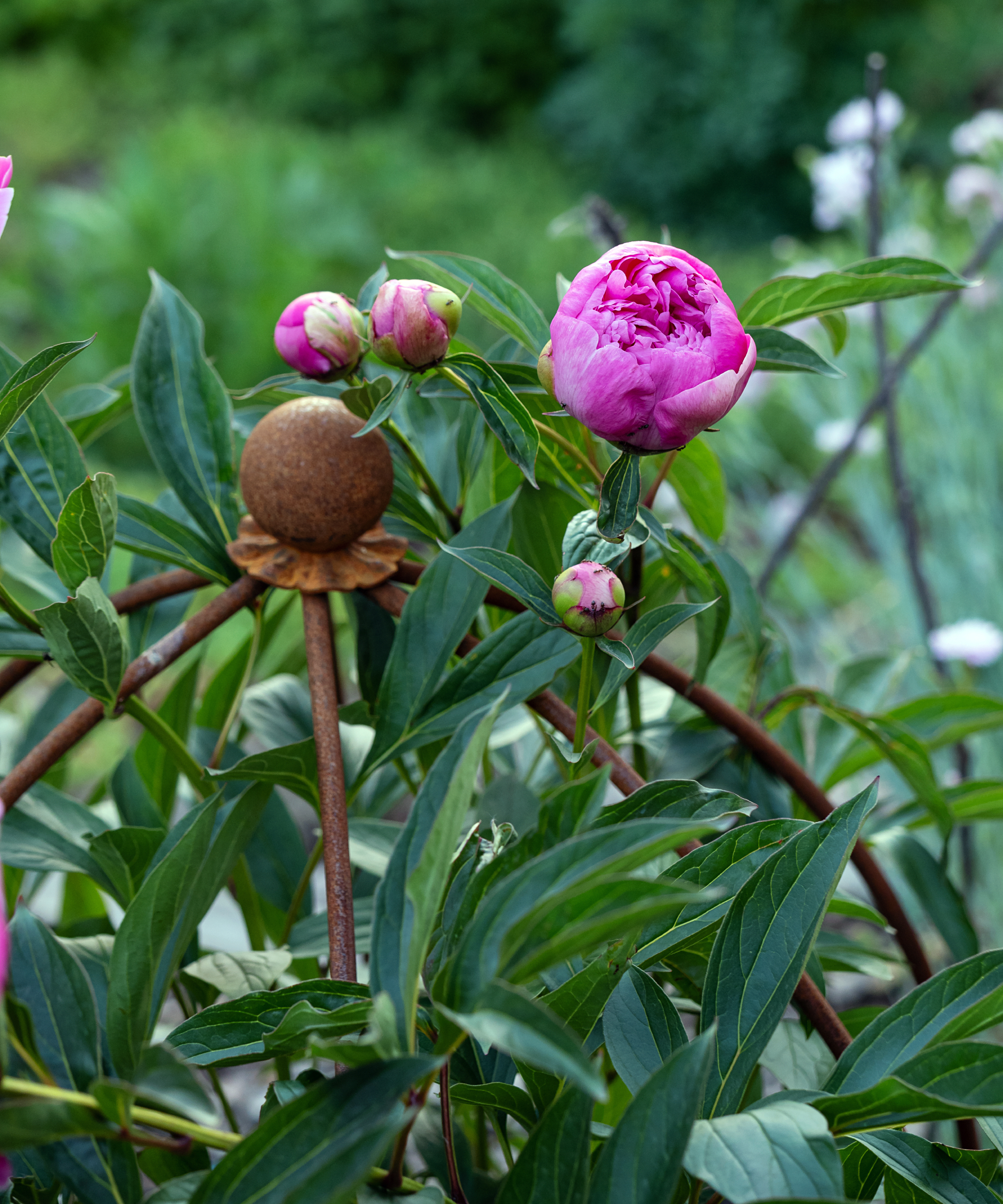 plant support cage supporting a peony
