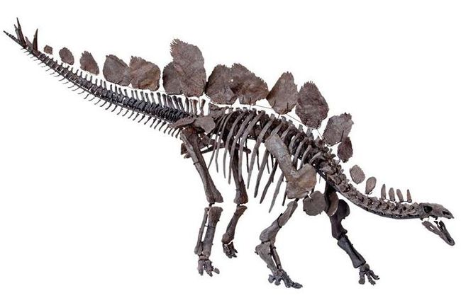 complete stegosaurus skeleton