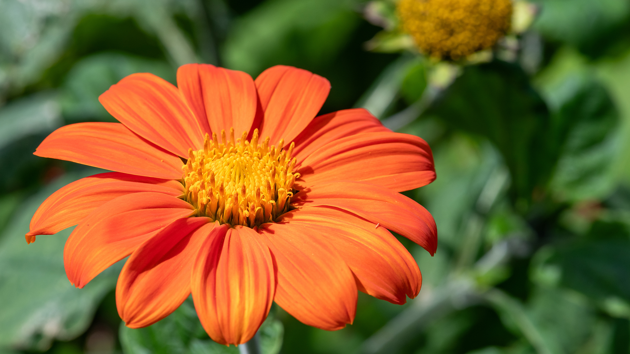 Mexican sunflower