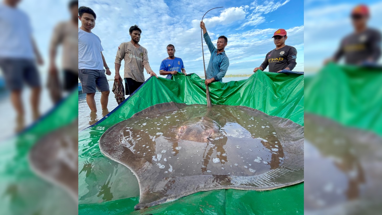Een gigantische zoetwaterpijlstaartrog van 400 pond in een net.