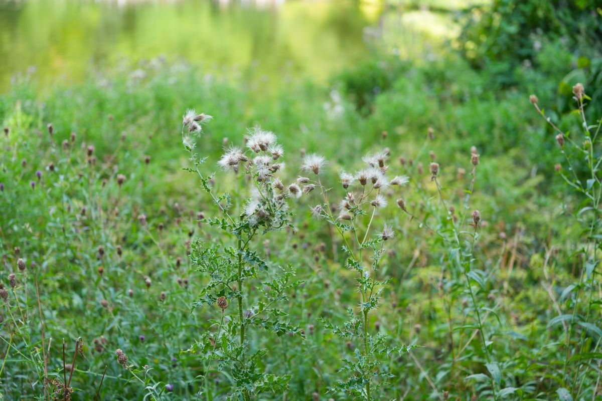 Some green plants