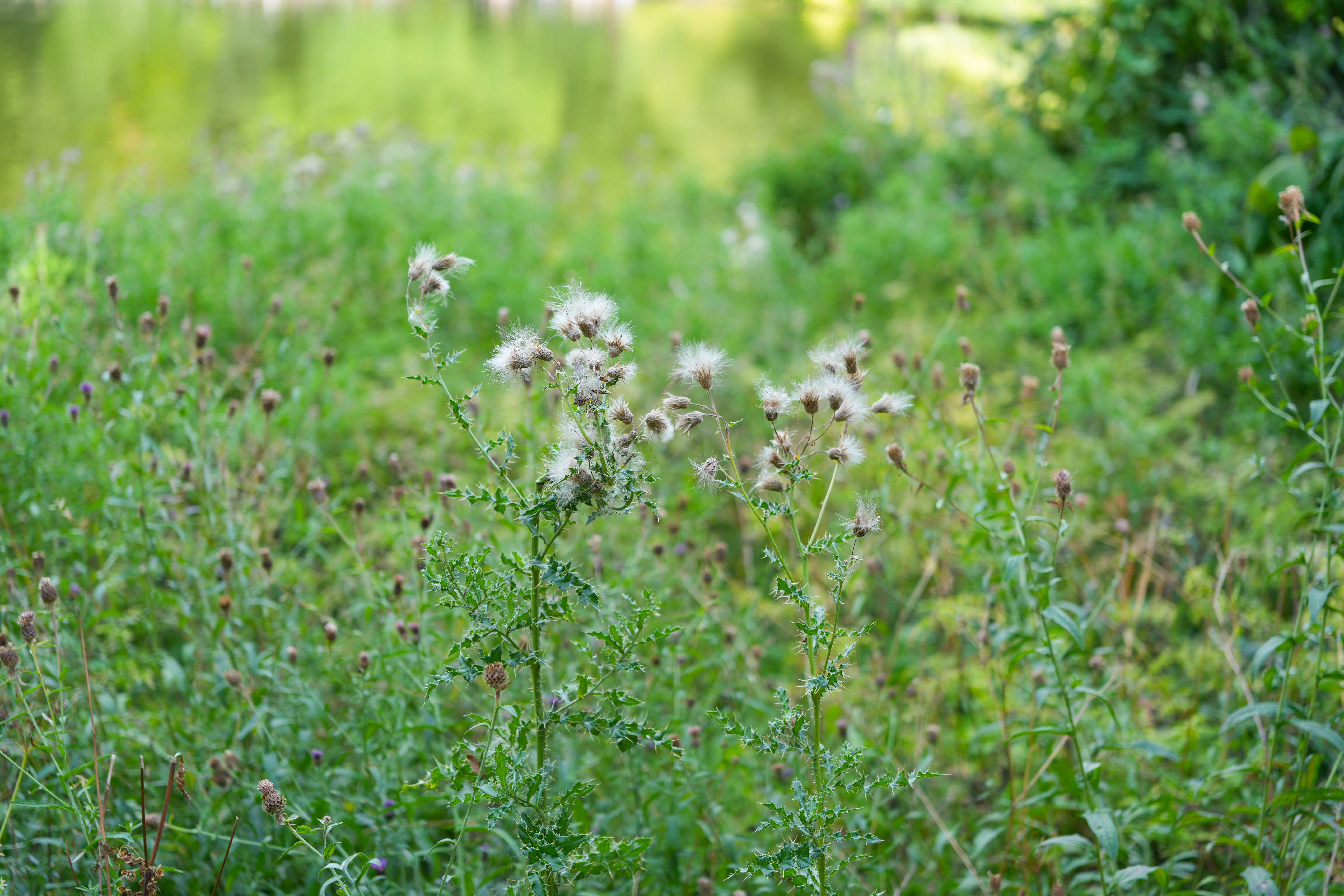 Some green plants
