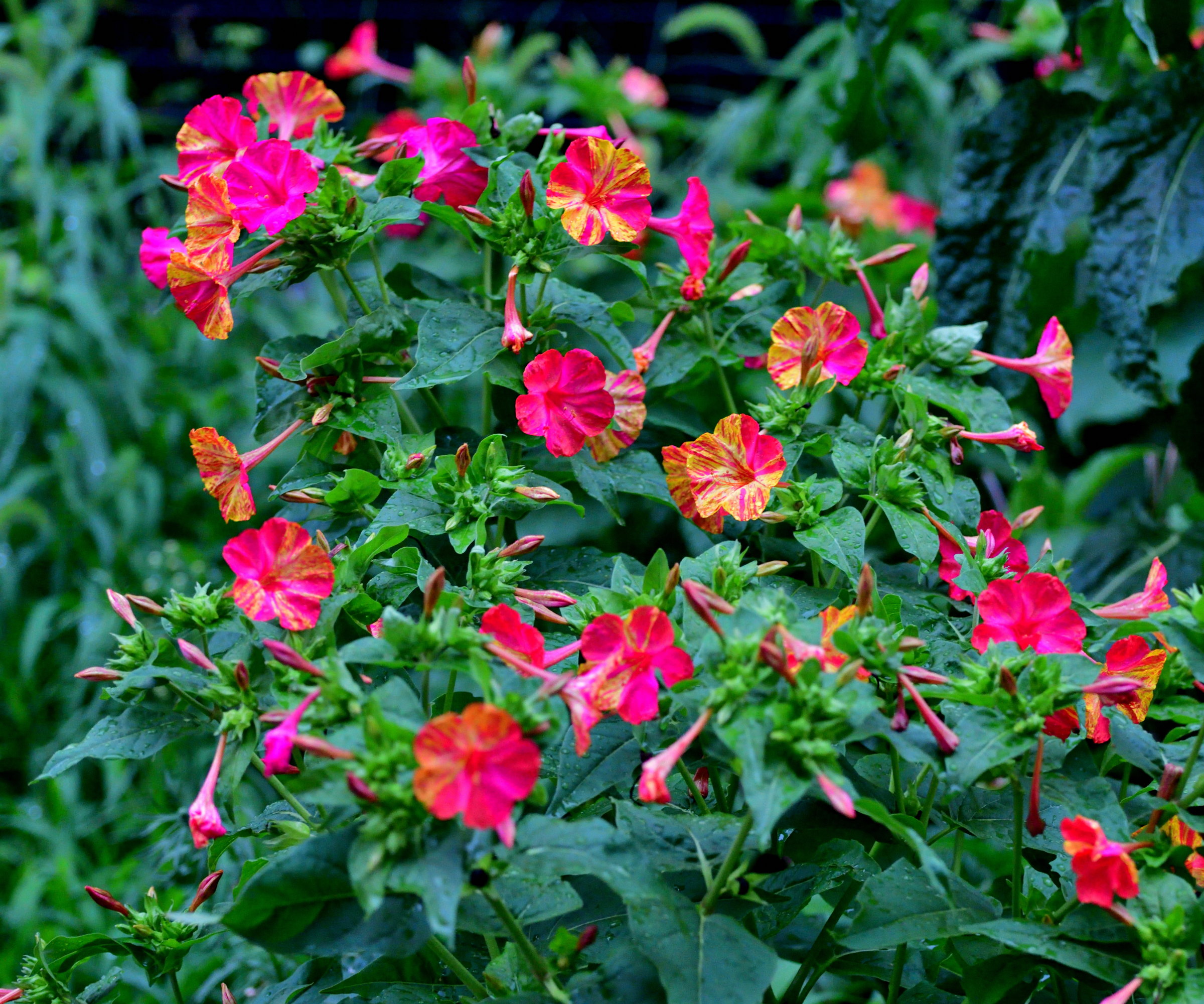 A four o&#039;clock plant covered in a mix of pink, orange, and yellow blooms