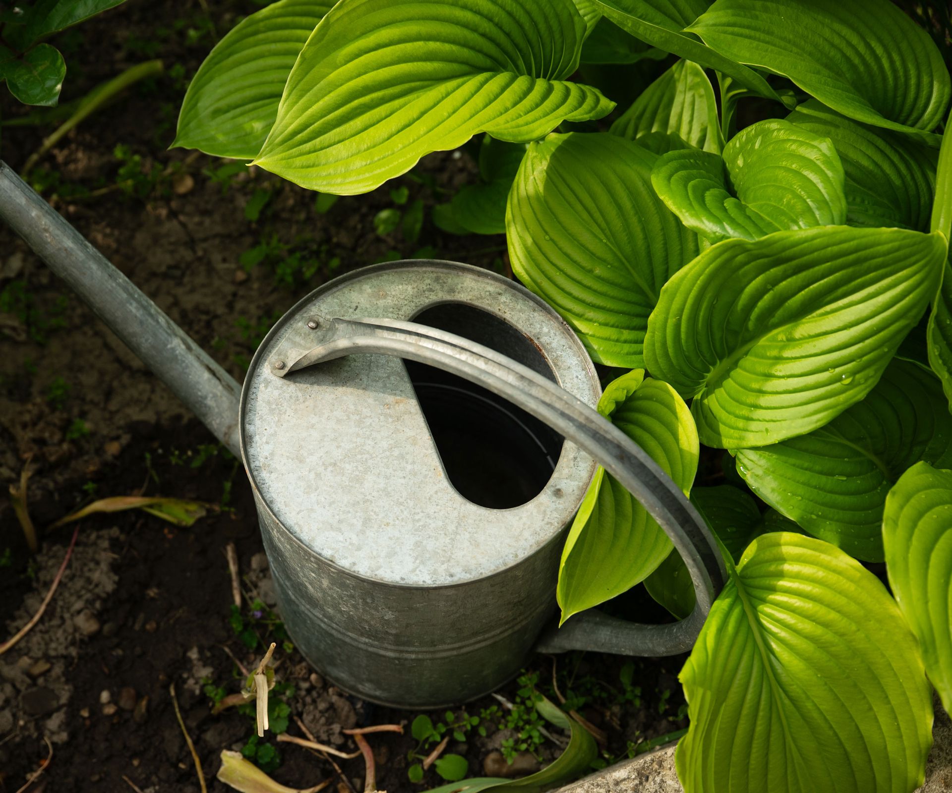 hosta plant and silver watering can