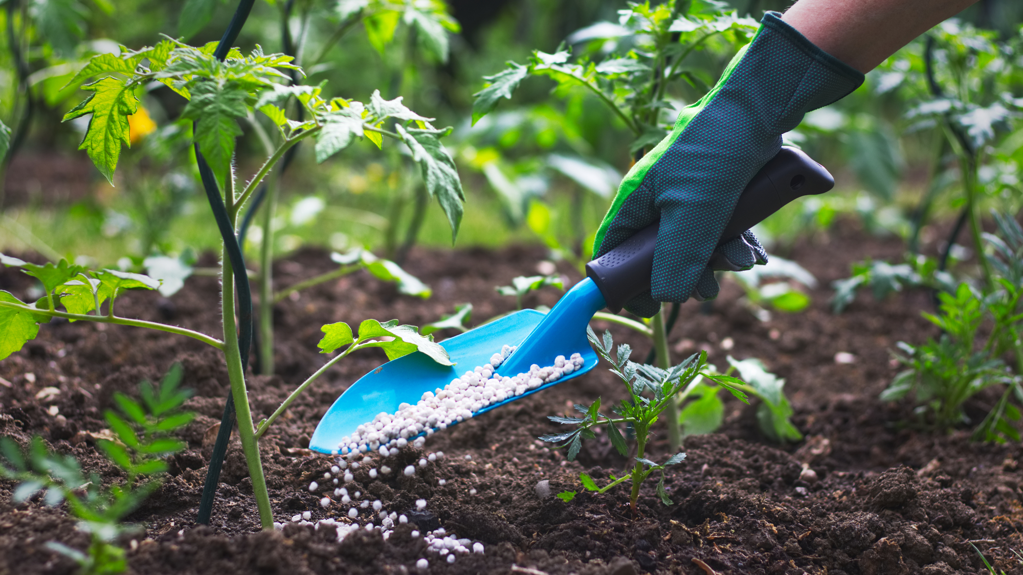 hand using trowel to apply fertilizer to tomato plant