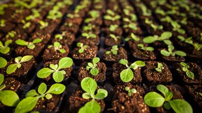 Lots of plant seedlings in individual pots