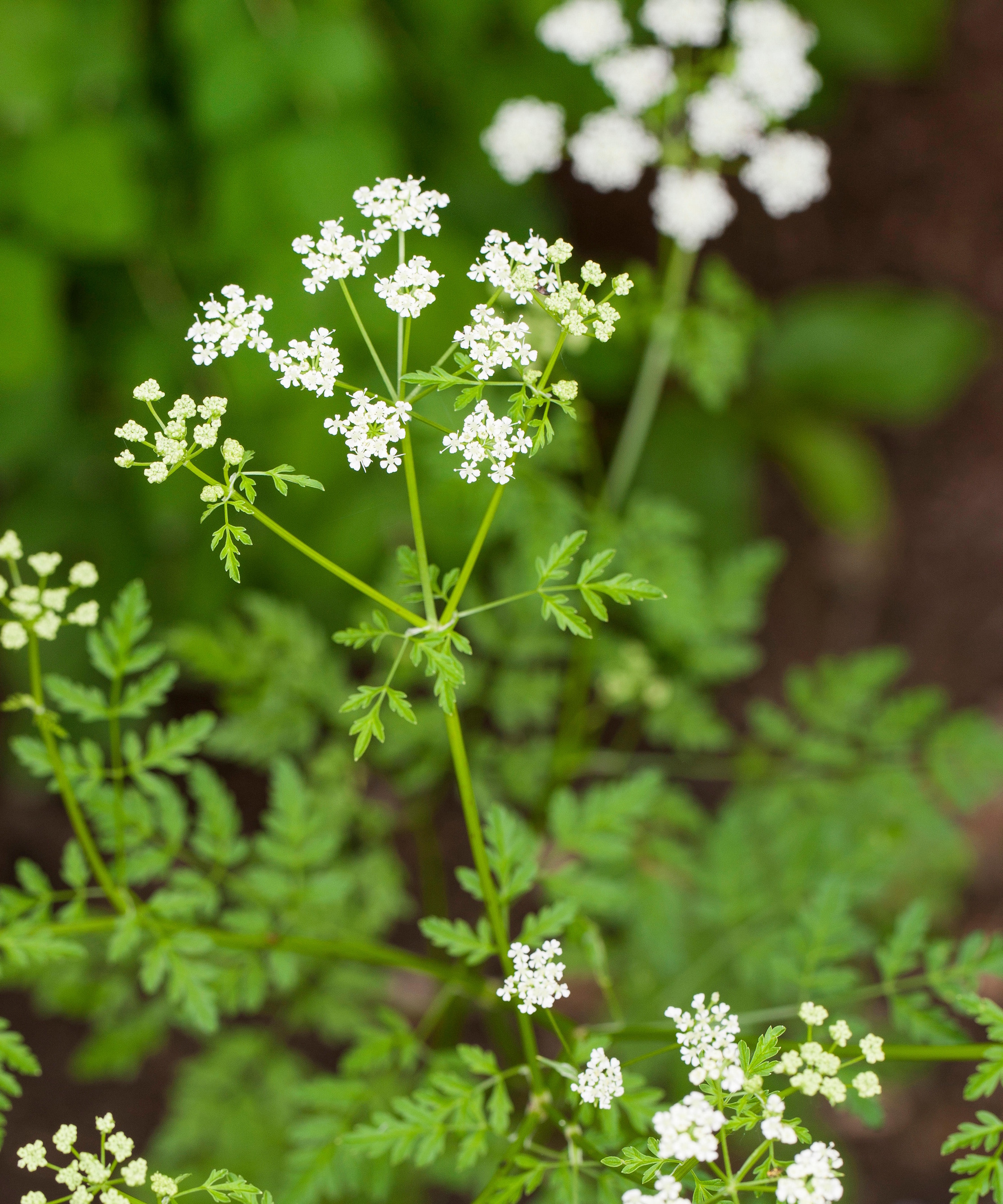 poison hemlock