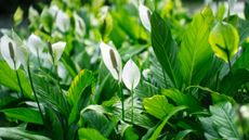 Peace lilies