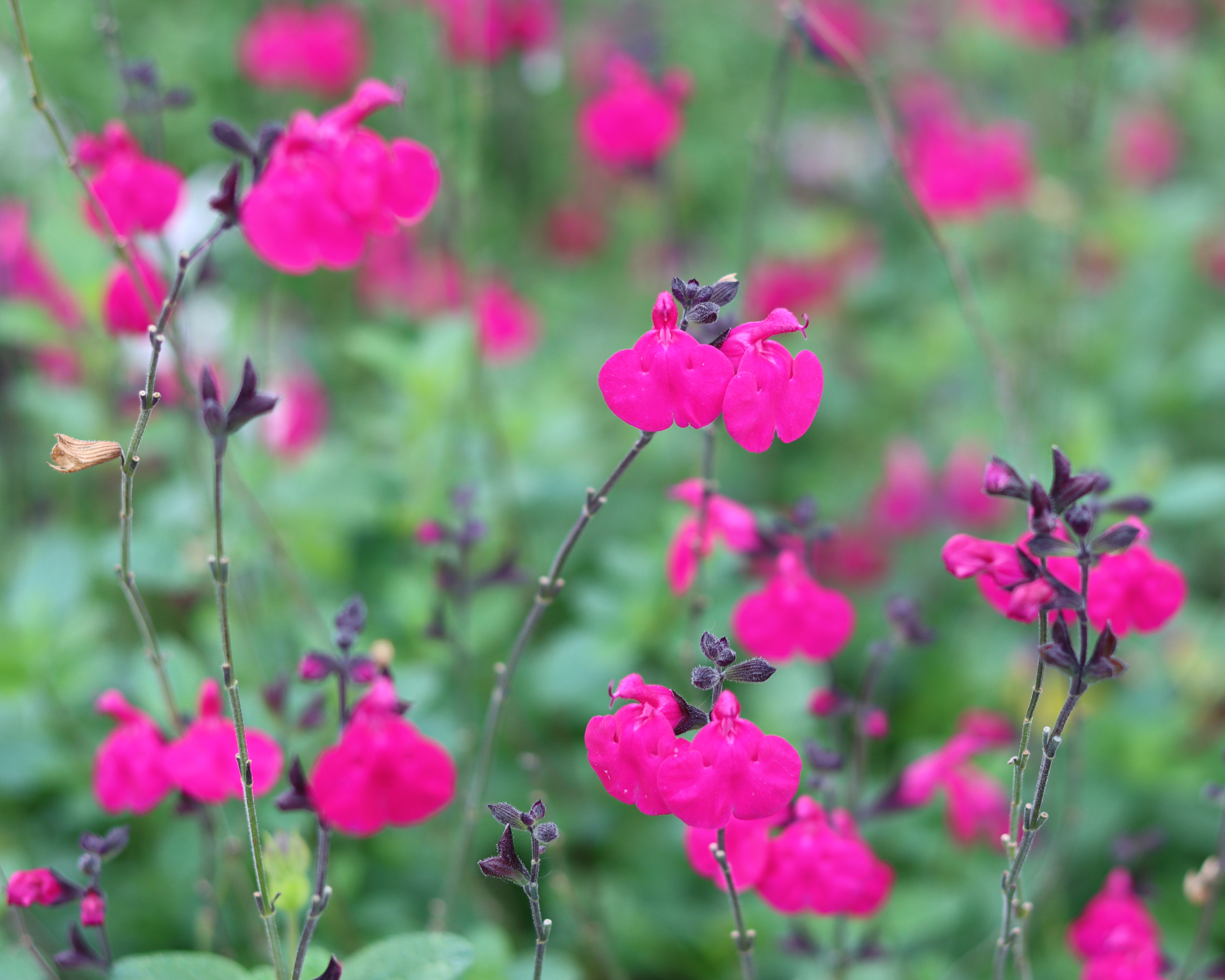 Blackcurrant sage
