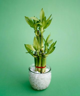 potted lucky bamboo