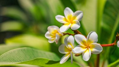 White and yellow frangipani blooms 