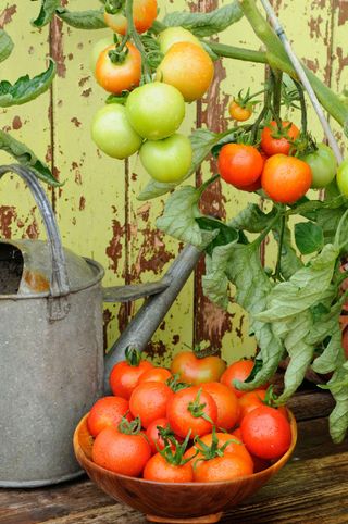 tomatoes growing on vine with watering can