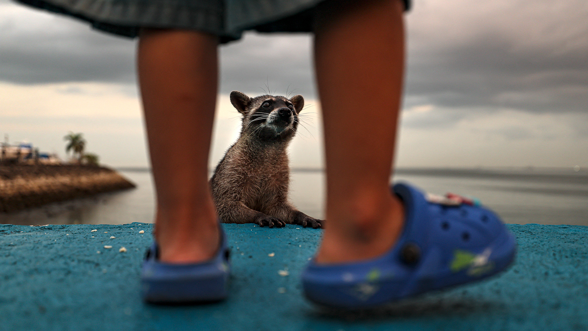 A racoon waits for food at the coast in Panama City, Panama