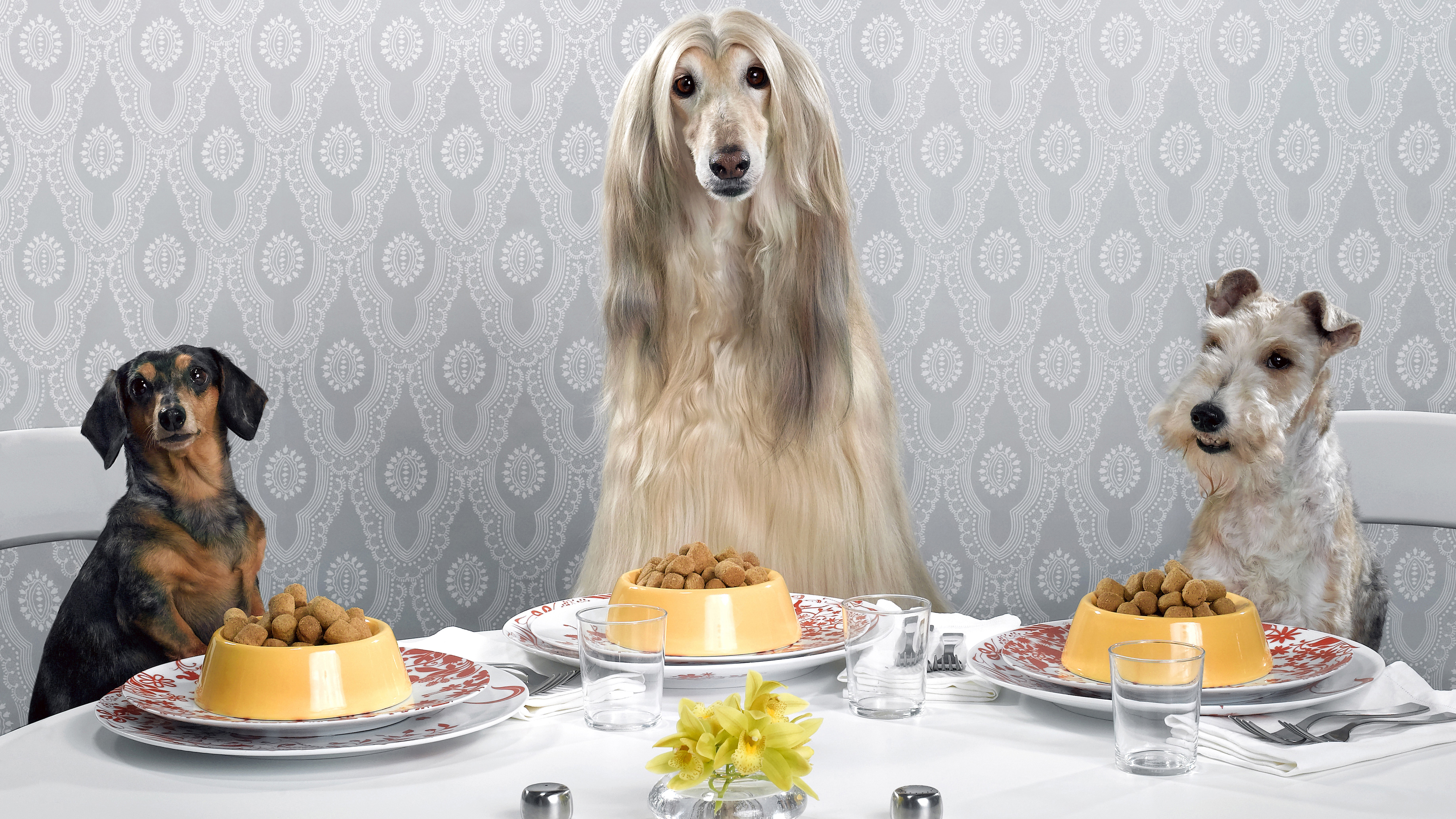 A dachshund, Afghan hound, and wire-haired terrier sitting around dinner table