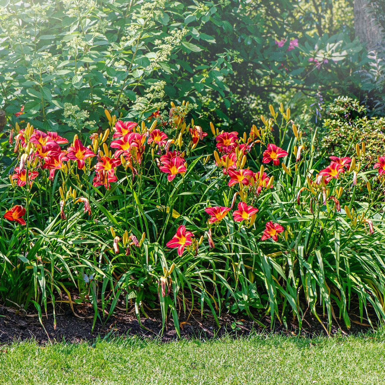 Red daylilies in a garden bed