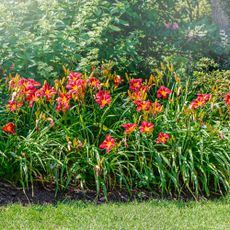 Red daylilies in a garden bed