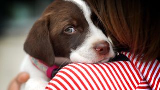 Woman cuddling scared puppy