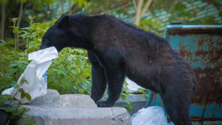 A black bear rifling through a rubbish tip