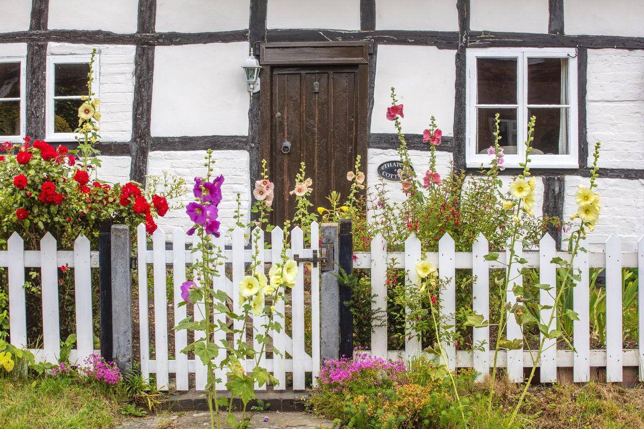 cottage garden at front of house with hollyhocks and roses