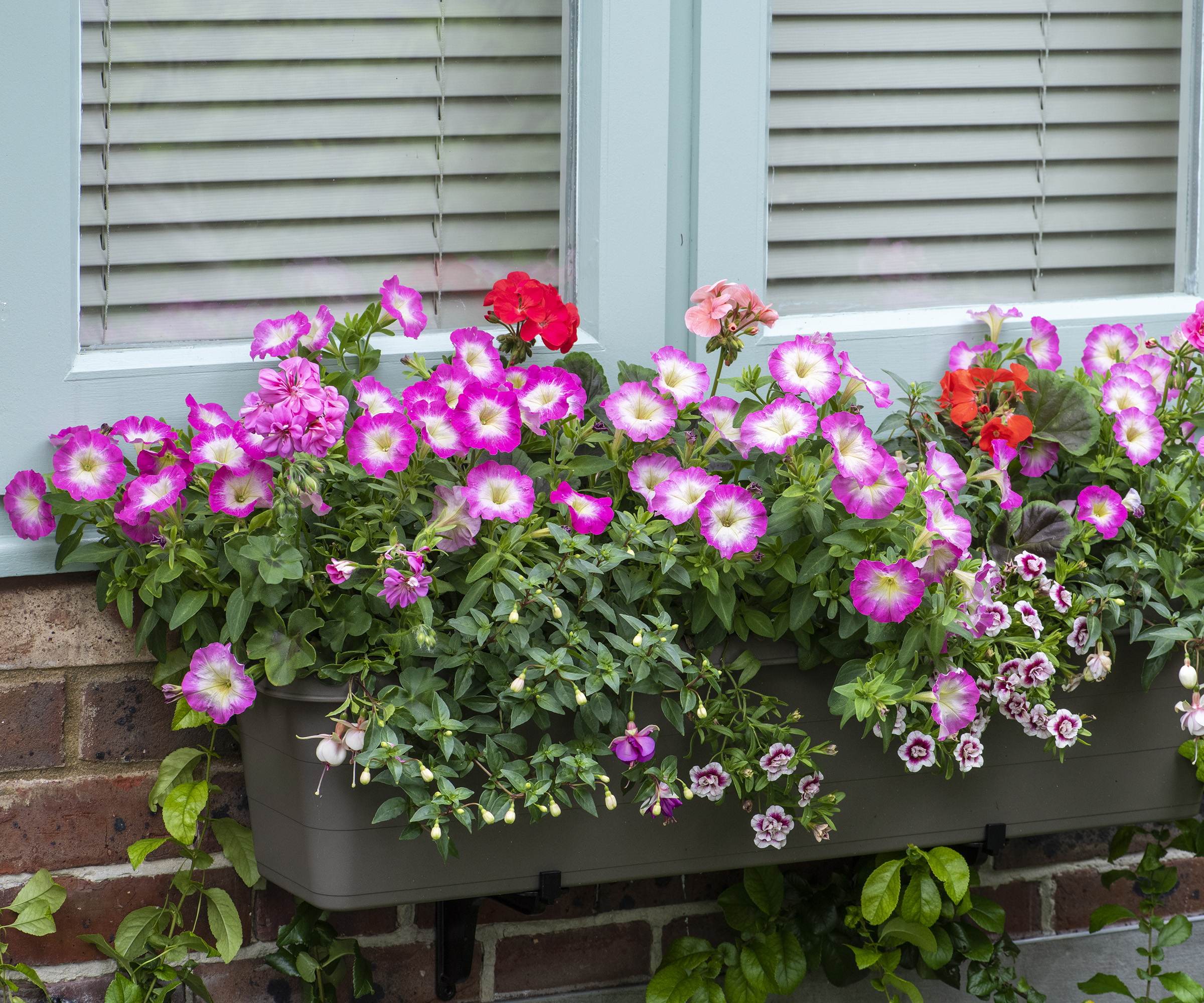 Colourful Window Box. Planted with trailing fuchsias 'Harry Gray' and 'La Campanella'; Geranium 'Bullseye Mixed; Calibrachoa 'Double Pink Tastic'; ivy-leaved Geranium 'Ivy Flair'; Petunia 'Single Rose F1