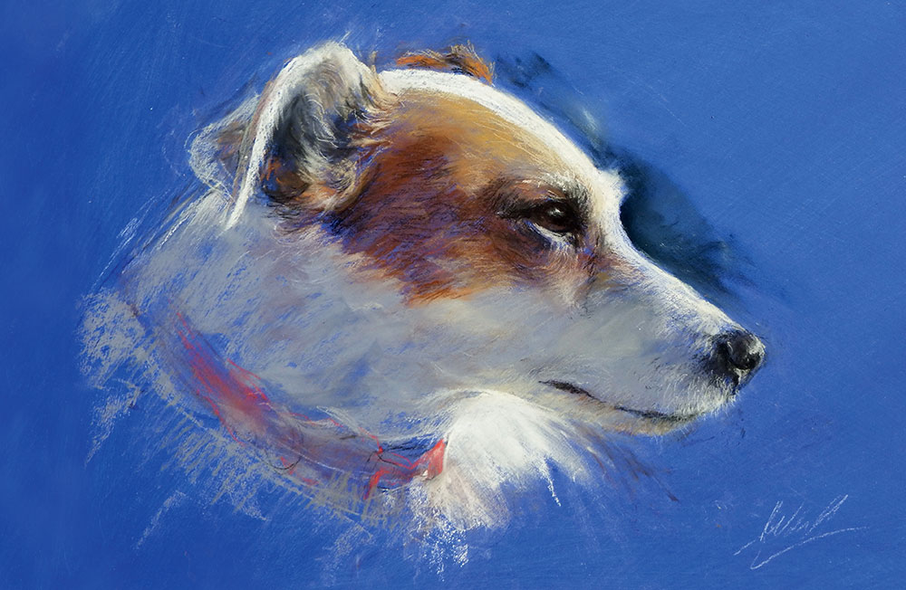 Pastel jack russell dog portrait on a bright blue background