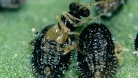 Parasitoid wasp emerging from parasitised whitefly scale.