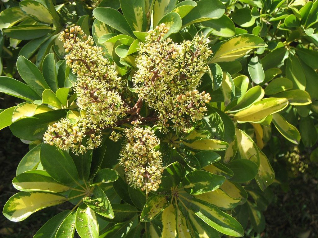 Schefflera Plant Flowers