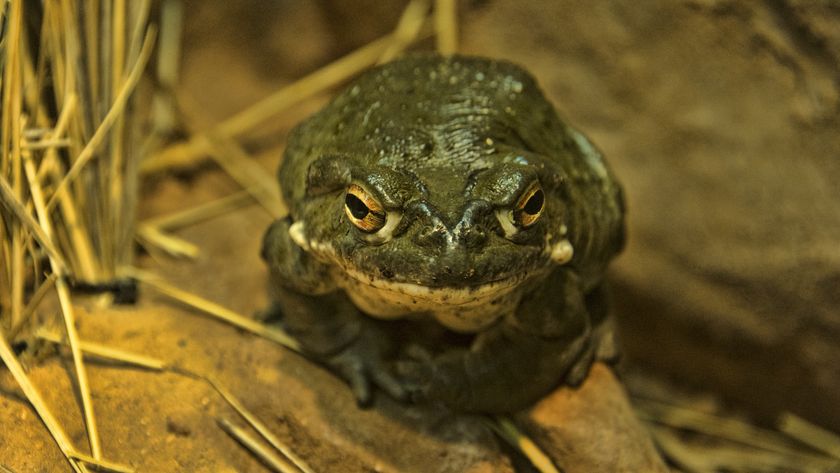 a photo of a Colorado River toad on the ground next to some reeds 