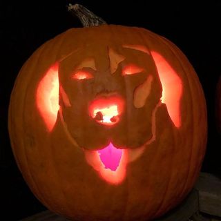 pet's face pumpkin