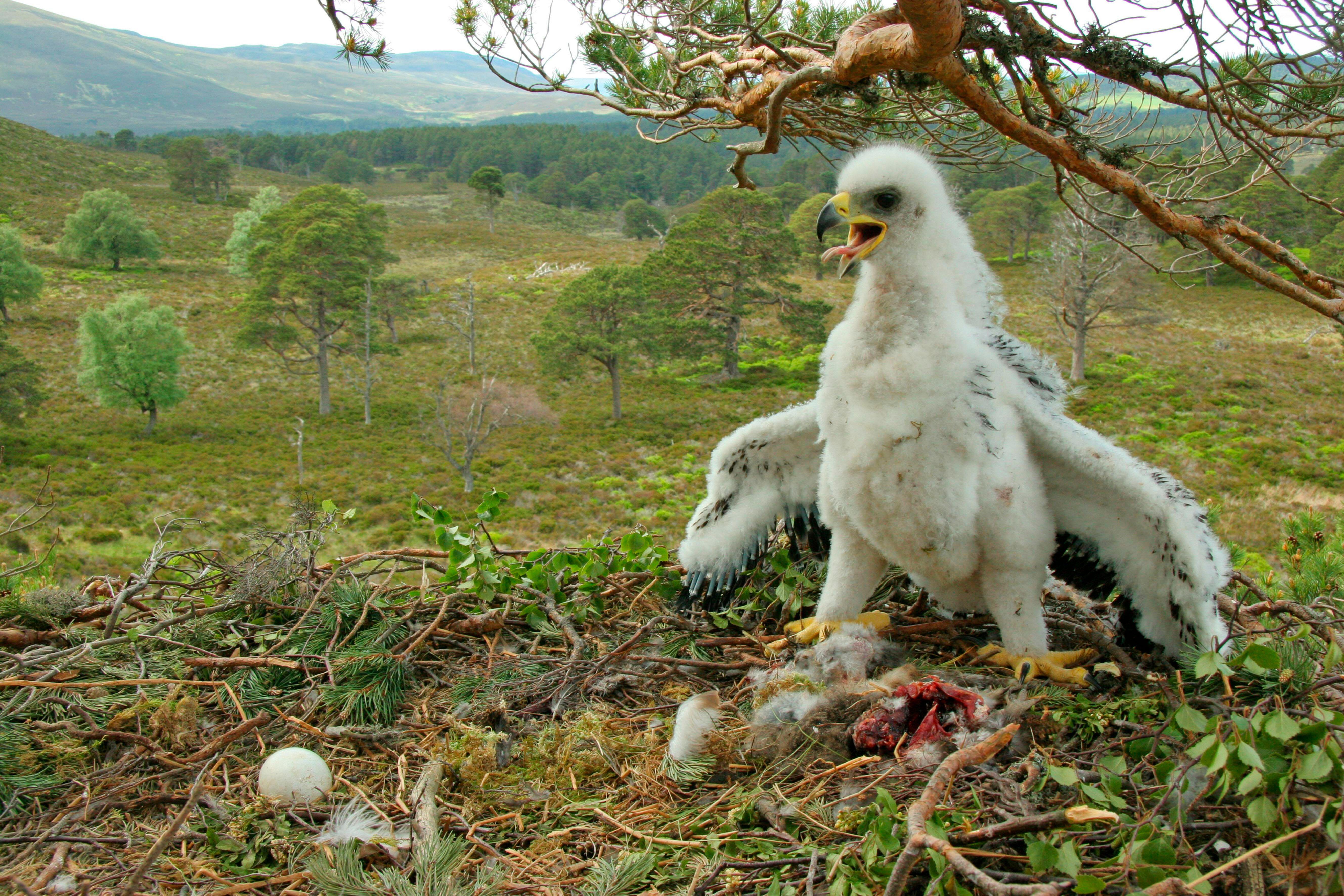 White, fluffy, golden Eagle eaglet next to an unhatched egg 