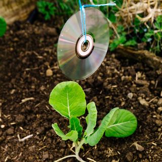 CD hanging over a brussels sprout plant