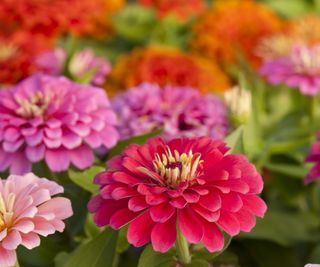 Zinnia flowers in pink and red