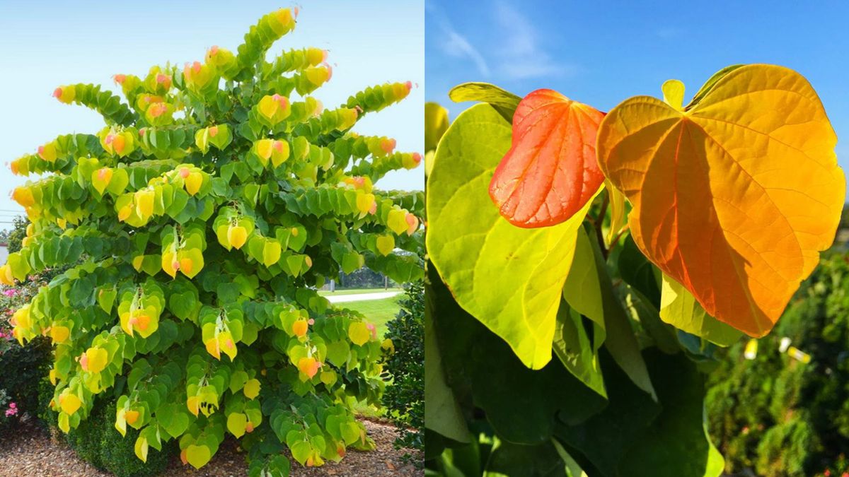 Cet arbre "Ombre" saisissant a un feuillage irréel qui se transforme à l'automne