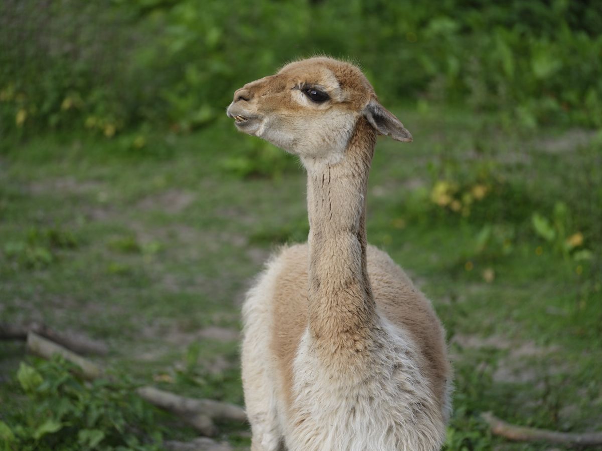 Wildlife photos taken with the Fujifilm GFX100S II