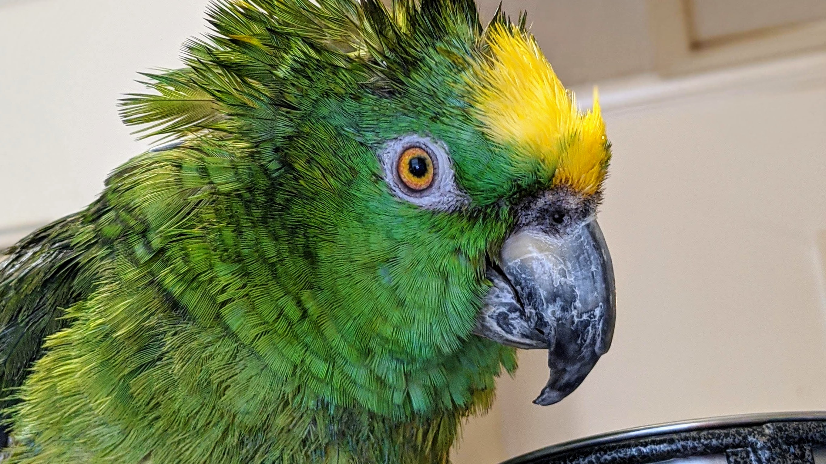 Pipi the silly parrot