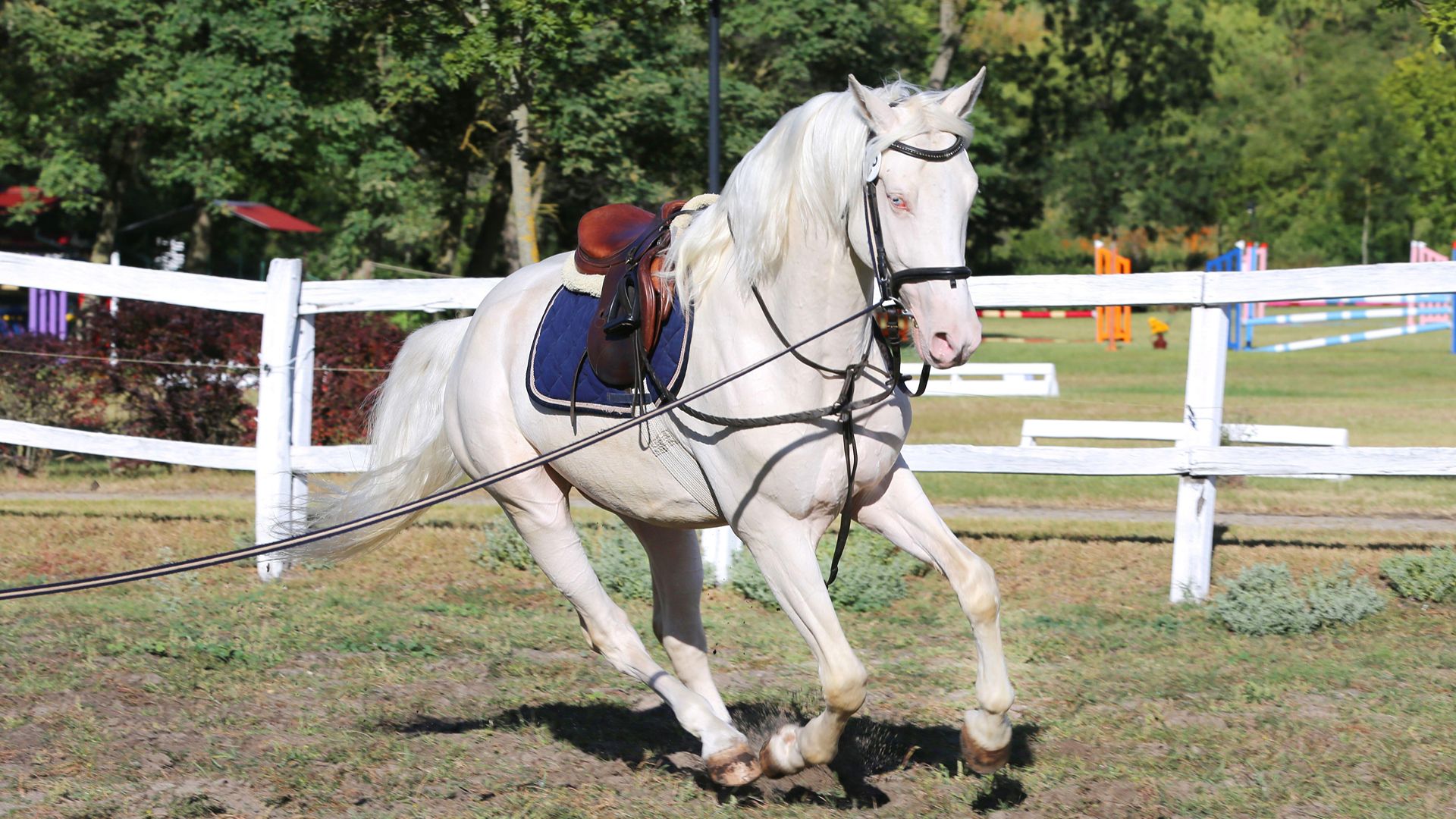 white horse being lunged