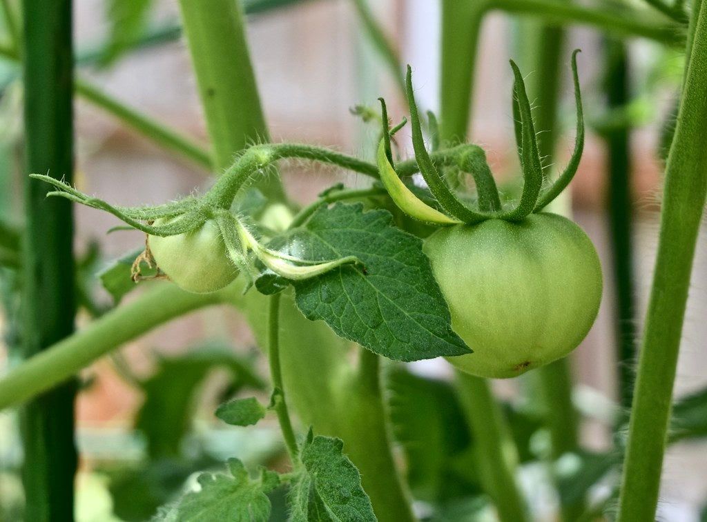 Green Mortgage Lifter Tomatoes