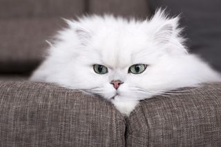 Beautiful white Persian cat with green eyes