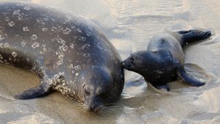 Harbor Seal Pupping Season In San Diego