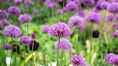 Bulbs to never plant in pots Alliums in flower at the Peace Gardens in Sheffield city centre South Yorkshire England