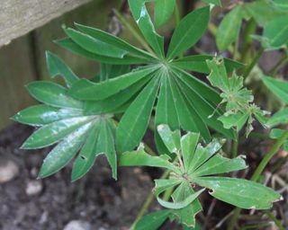 slug damage on lupin leaves