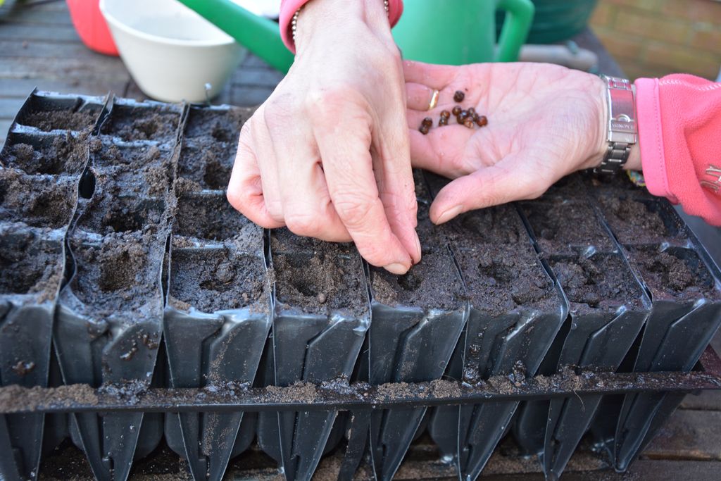 How to grow sweet peas expert advice for fabulous blooms Gardeningetc
