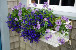 best plants for window boxes: lobelia and bacopa