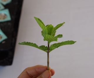 Mint cutting held in a hand with white background