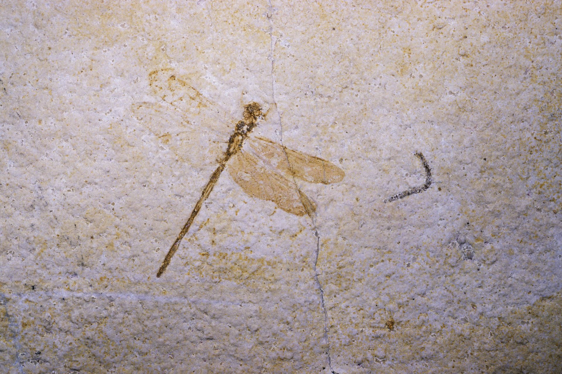 dragonfly fossil in rock