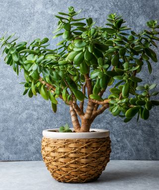 Jade houseplant in wicker pot